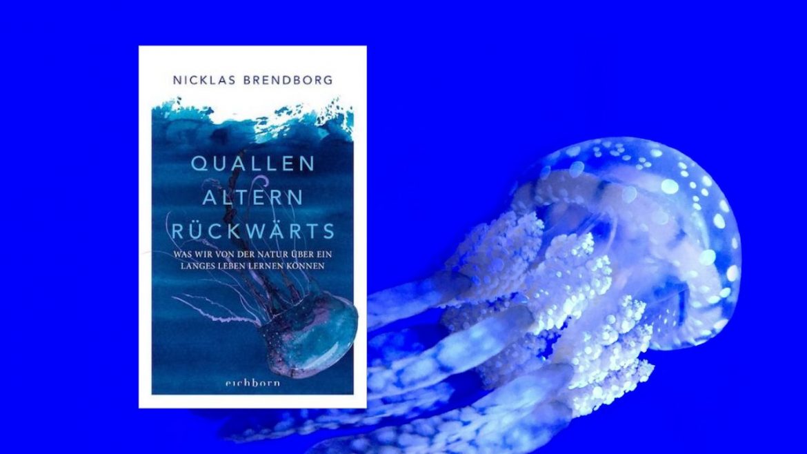 Header: Quallen altern rückwärts