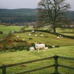Hannah Smith: Schafe in Dumfries, in der Nähe zum Schauplatz. Foto: unsplash