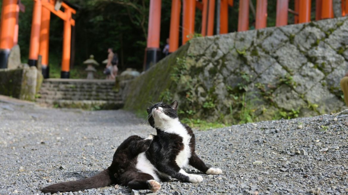 Titelbild zum Artikel: "Hauptsache Japan": Eine Katze auf Rezept